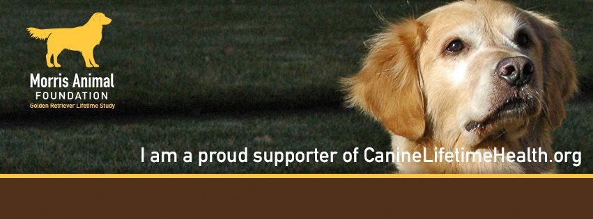 Our Golden Retrievers